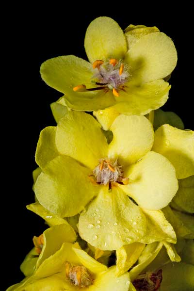 Fiore abruzzese - Verbascum sp.